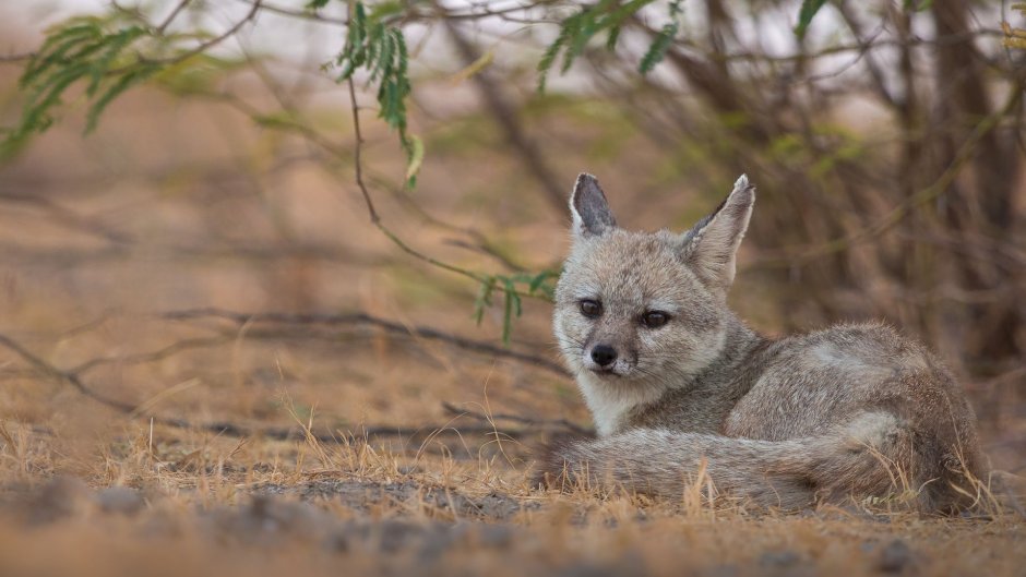 Южноафриканская лисица Vulpes chama