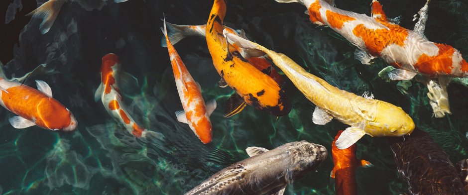 National Geographic рыбки Koi