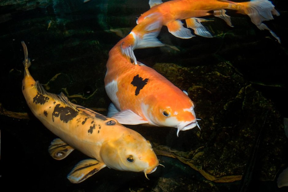 Аквариумные рыбки карповые Koi
