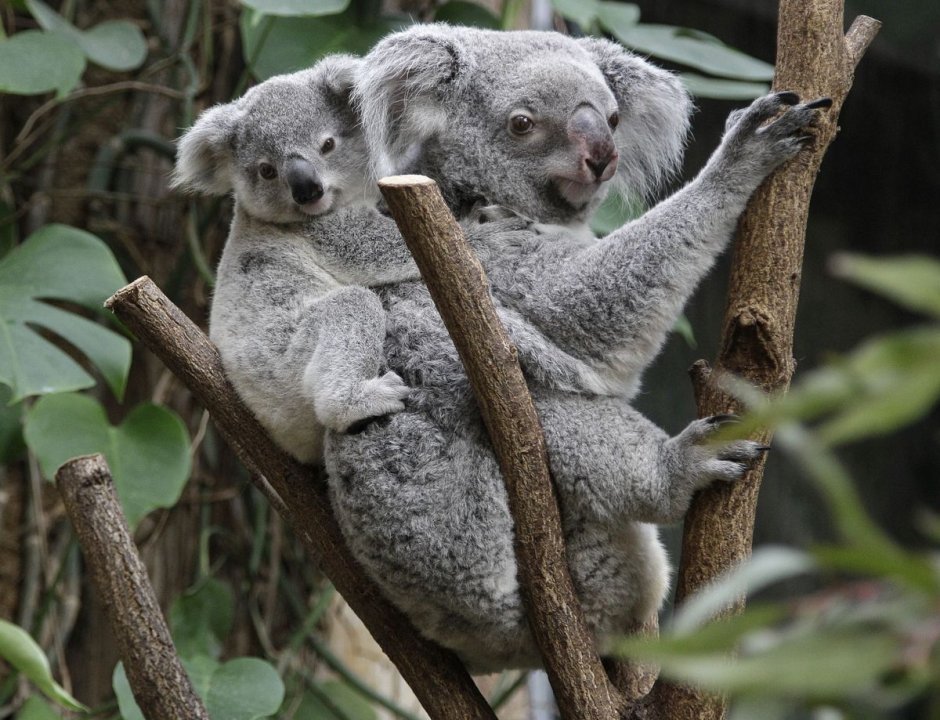 Коала с детенышем