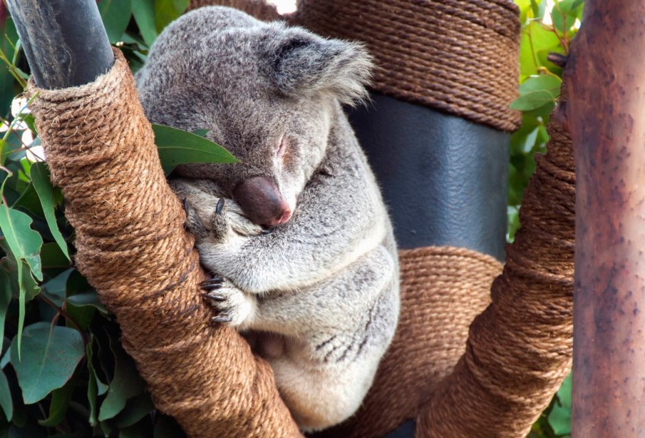 Коала ареал