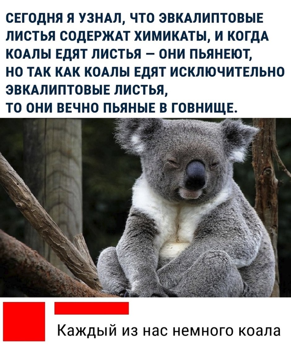 Кавайные коалы