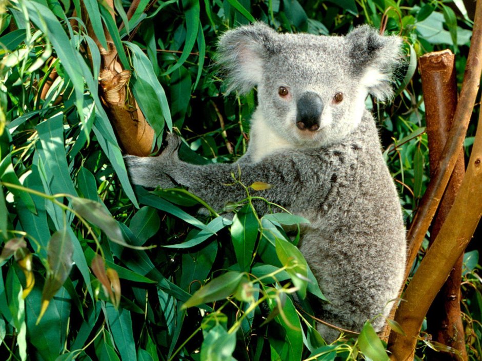 Karmic Koala Ubuntu