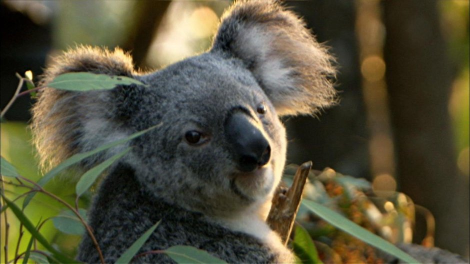 Koala программа