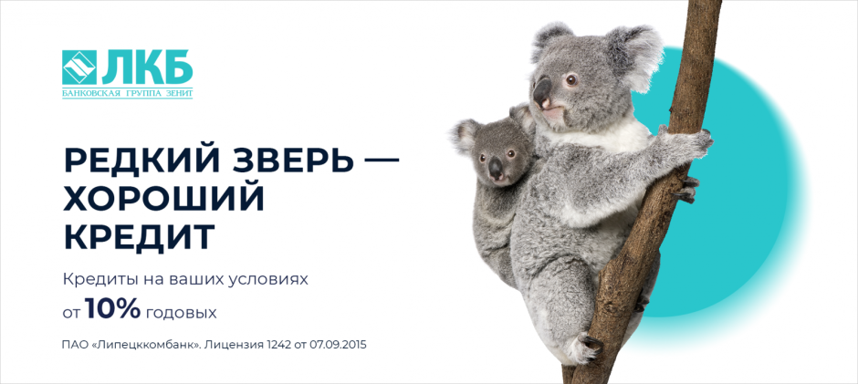 Сумчатый медведь коала Австралия