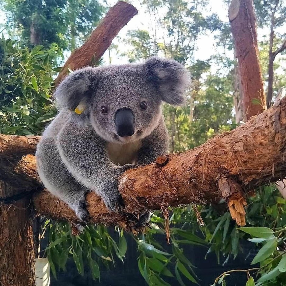 It's the first time he (see) a Koala in the Zoo.