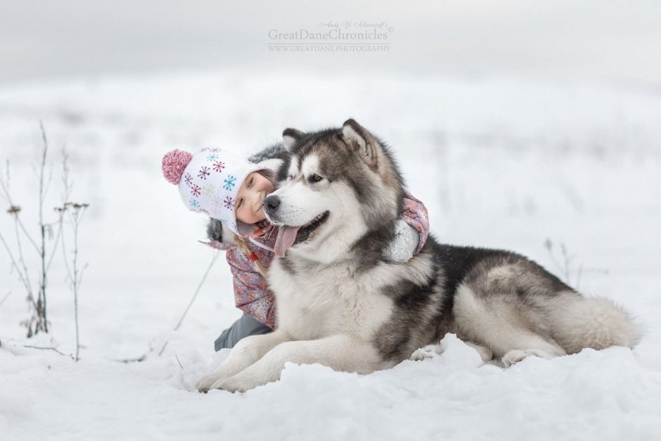Ездовые собаки маламут