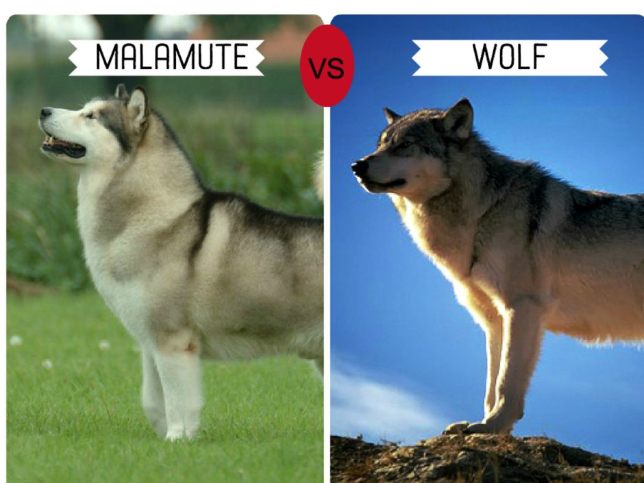 Маламут дикий