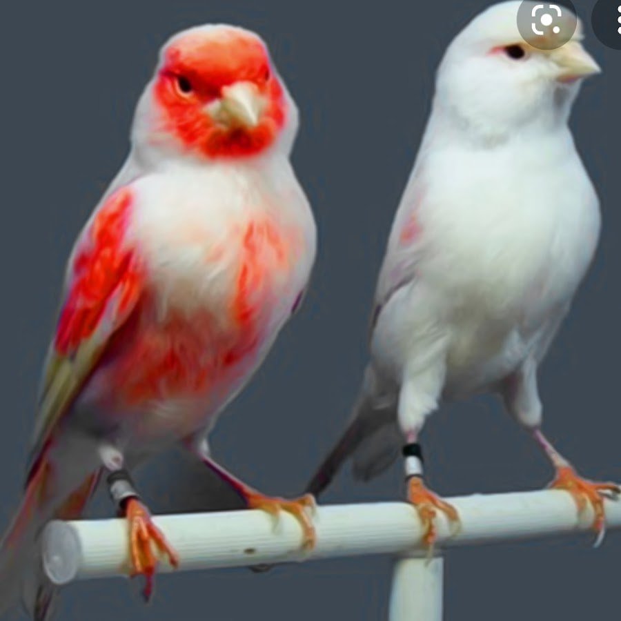 Лапка щегла