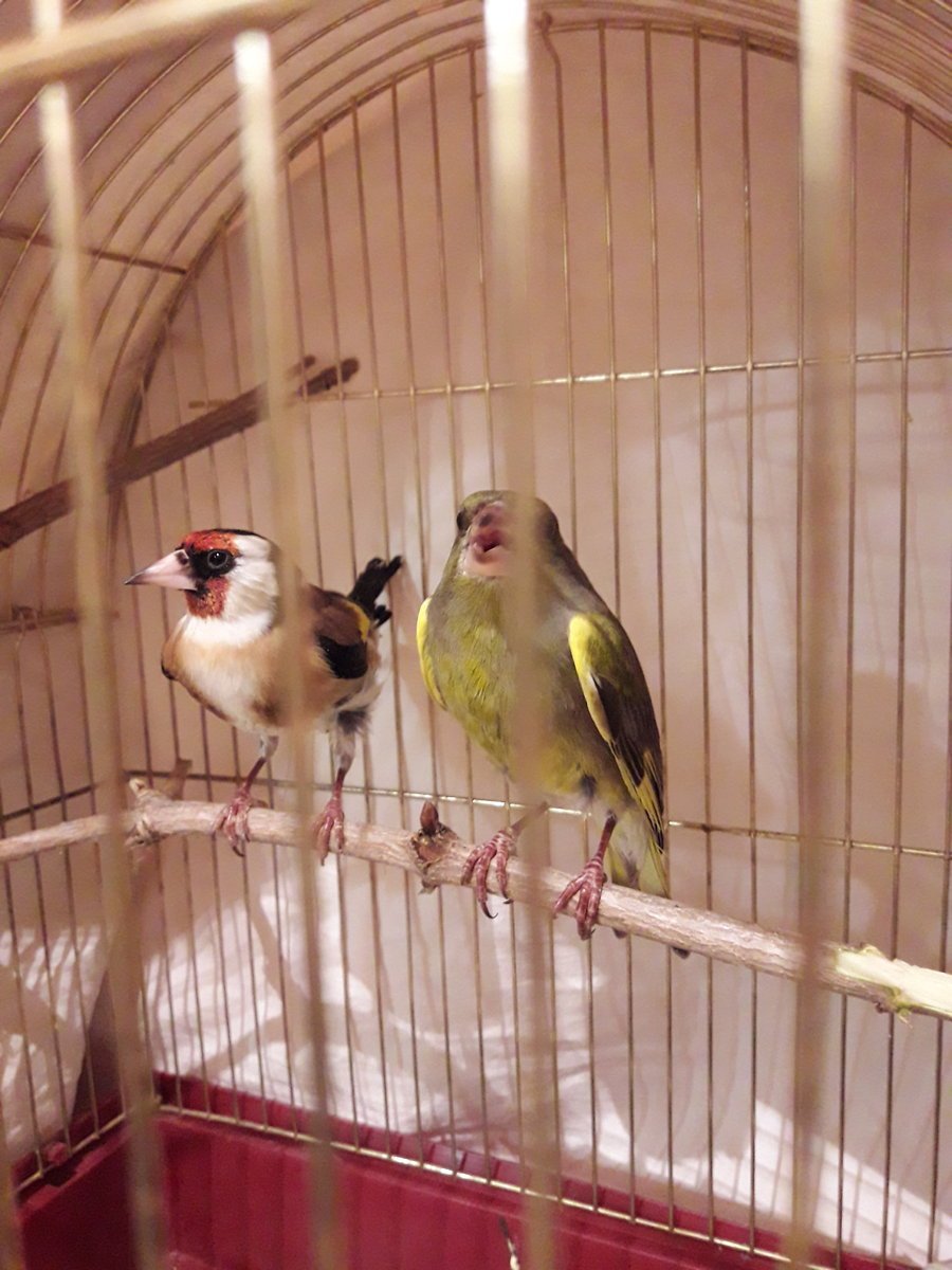 Канарейки и щеглы