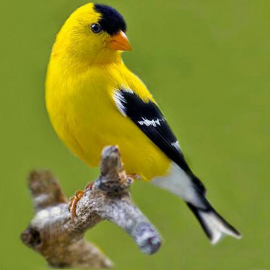 Канарейка красная