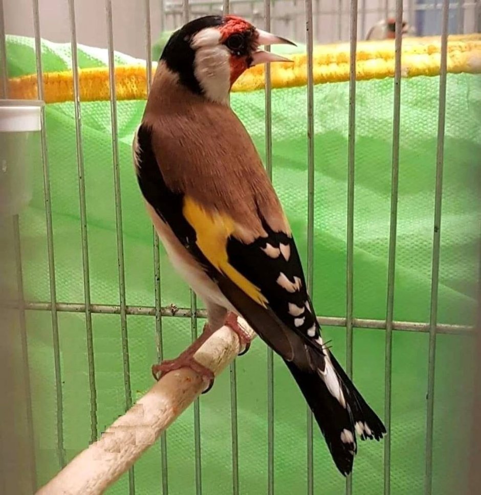 Гибрид щеглы Изабелла