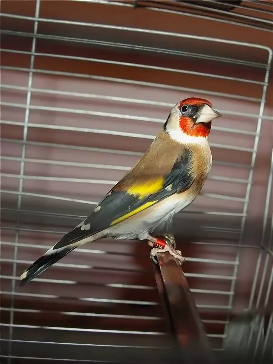 Седоголовый щегол в клетке