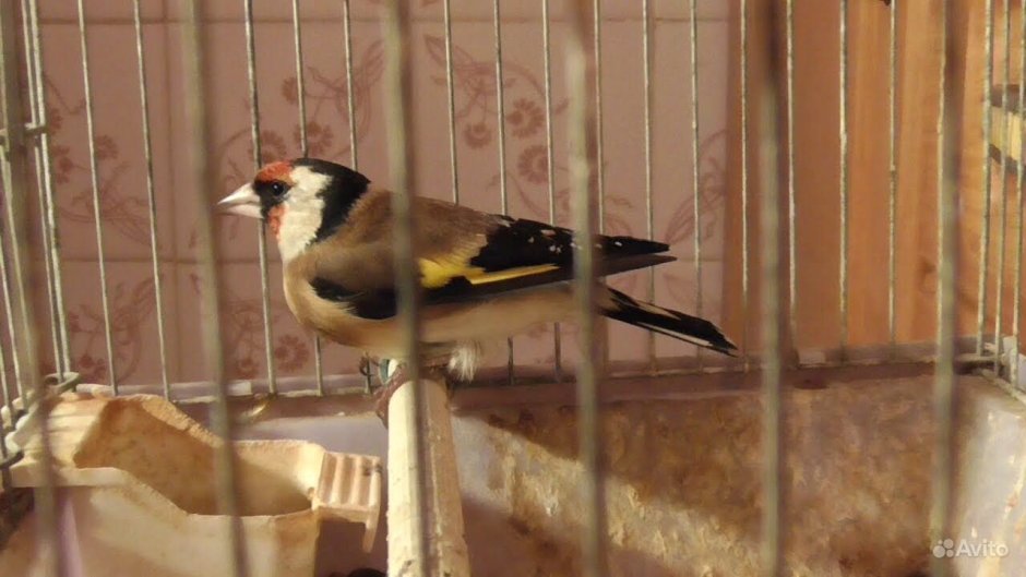 Канарейки щеглы канарейки щеглы