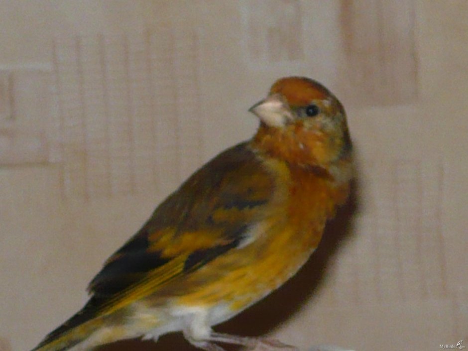 Желтая канарейка в клетке