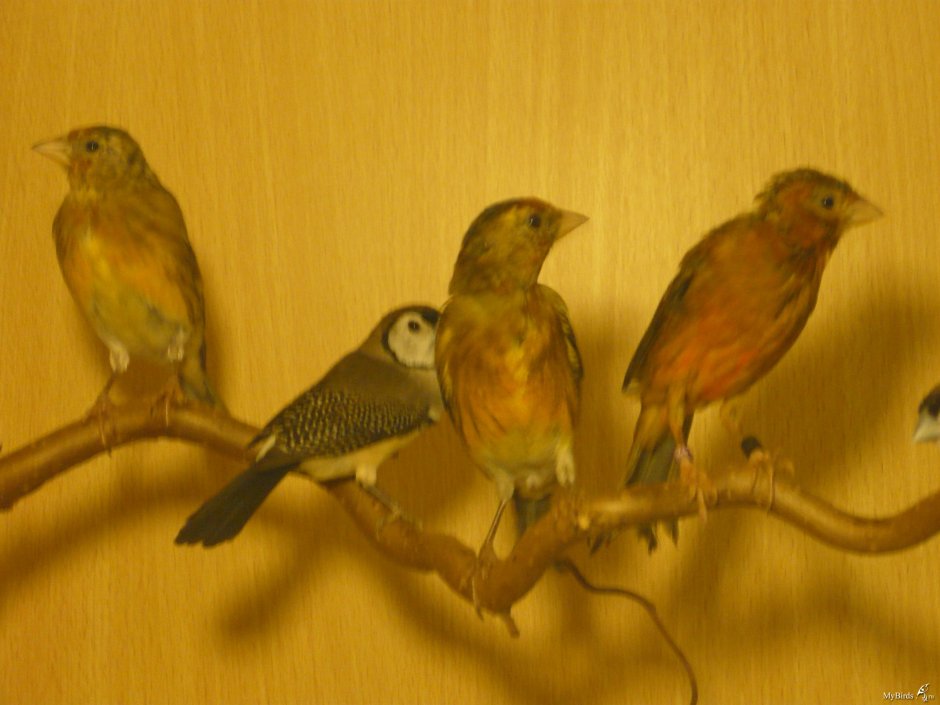 Канарейки щеглы канарейки щеглы