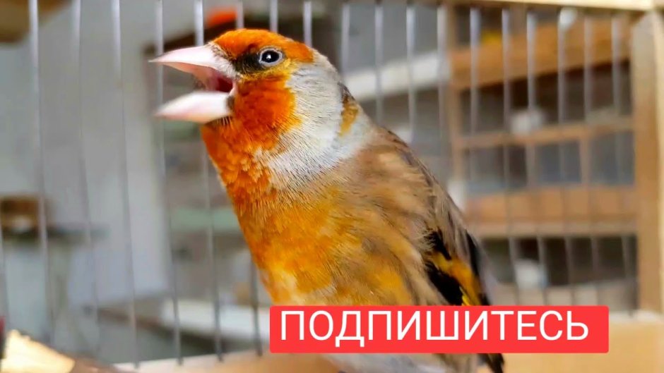 Как канарейка поет щегол