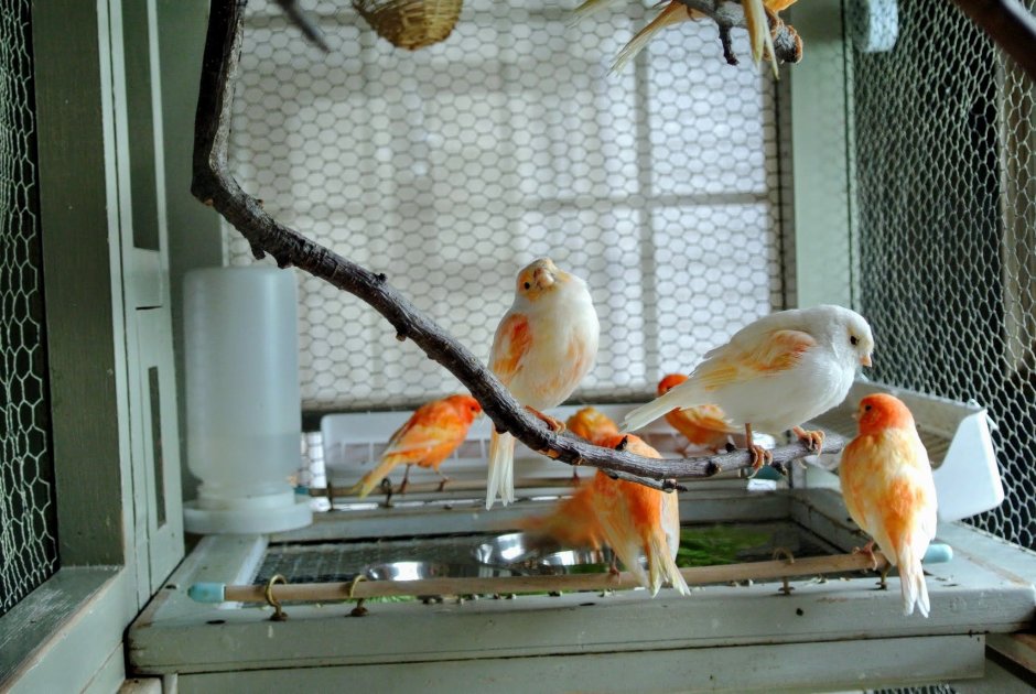 Лесная канарейка обыкновенная зеленушка