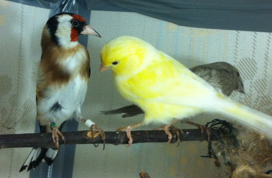 Канарейки щеглы канарейки щеглы