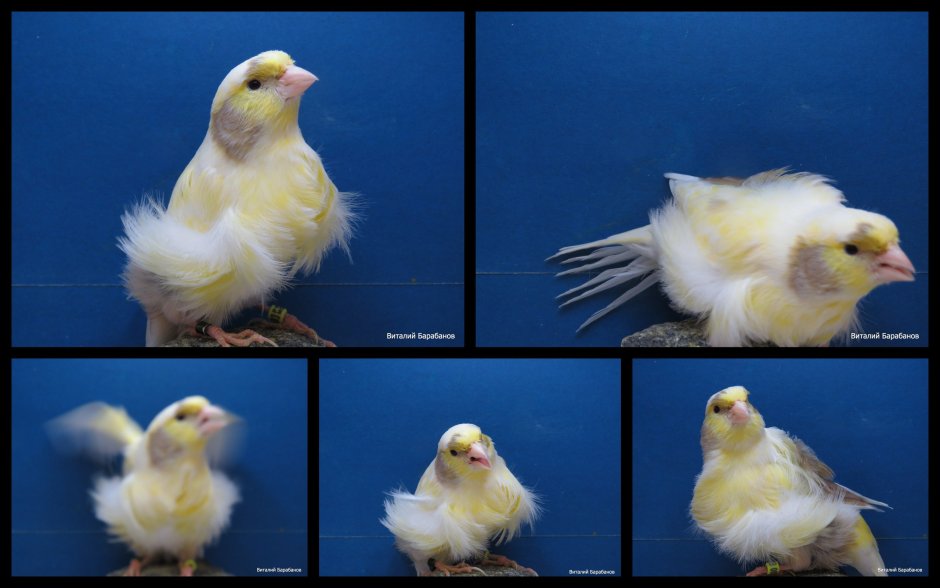 Декоративные канарейки