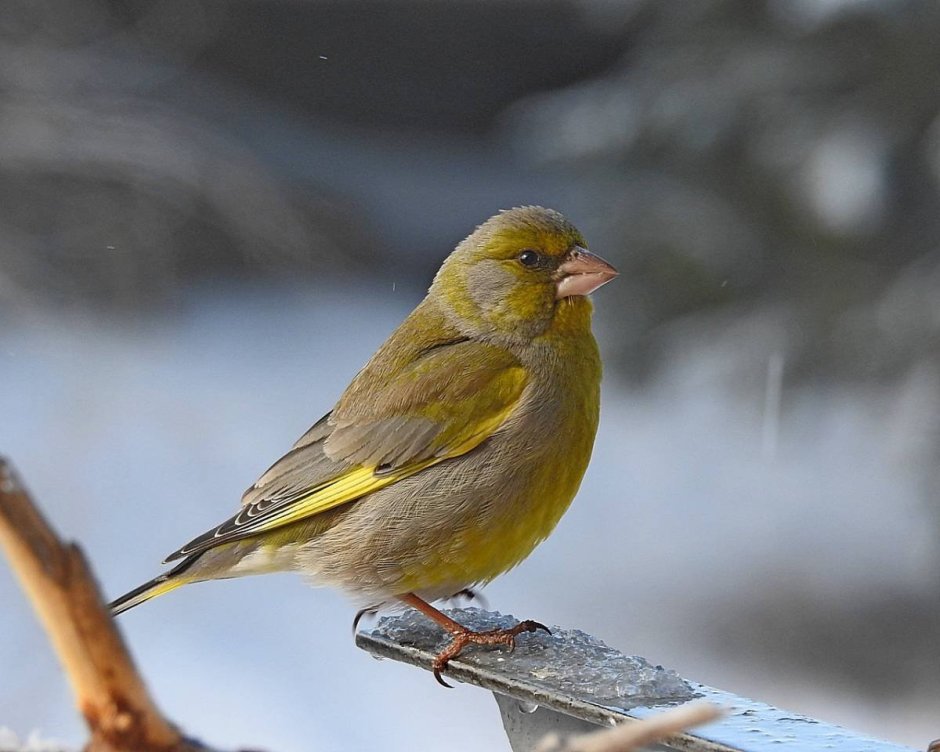 Щегол амадина канарейка