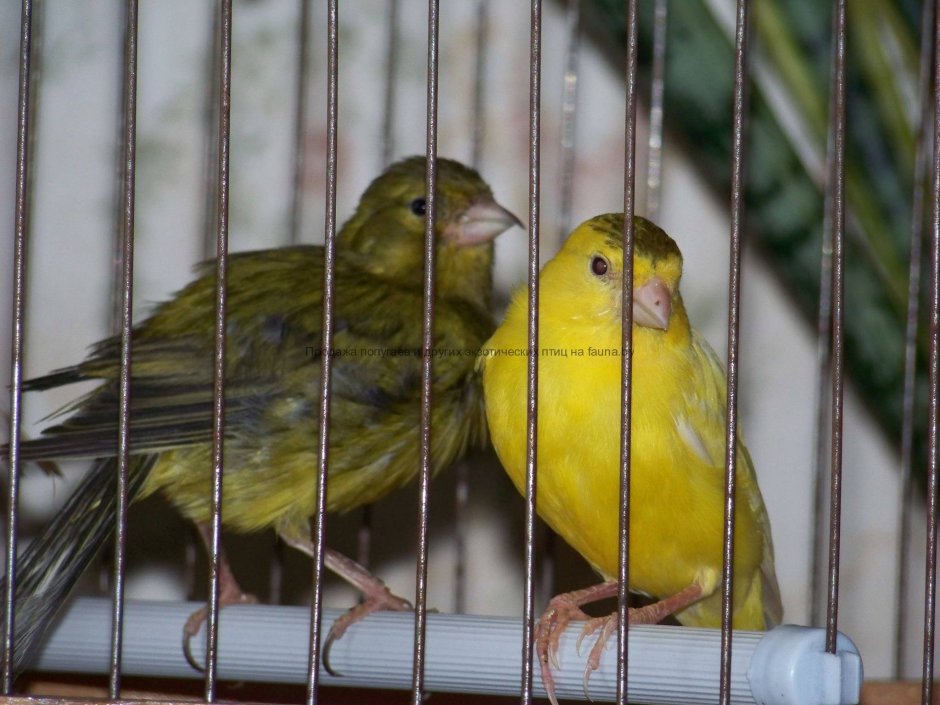 Попугай амадин