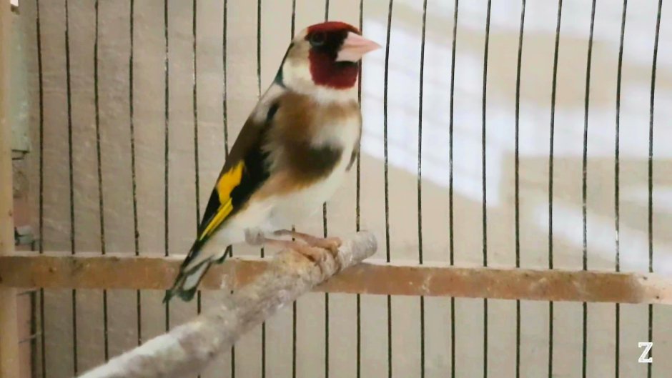 Окрасы певчих канареек