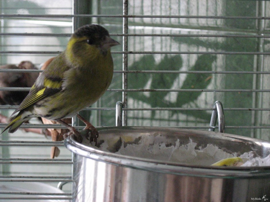 Гибриды певчих птиц с канарейкой