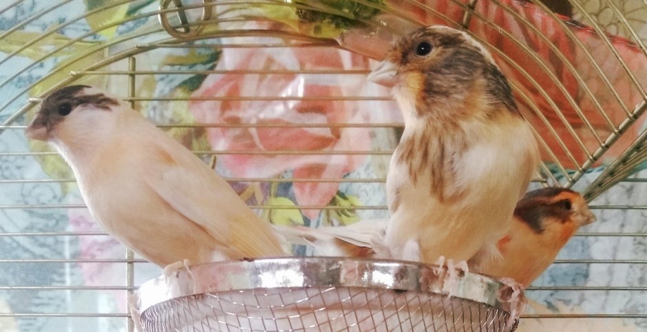 Картина с канарейкой