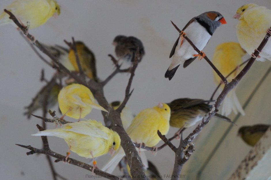 Клетки для канареек на белом фоне