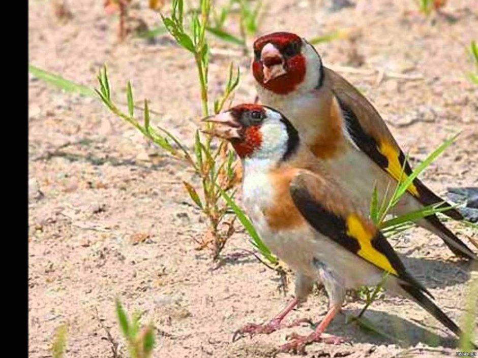 Канарейки и щеглы сколько найденных страниц