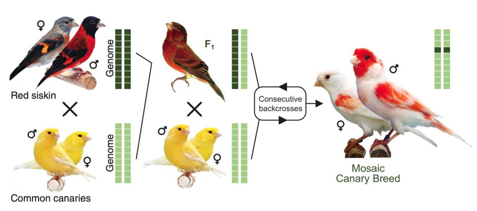 Воробей и ворона Мем