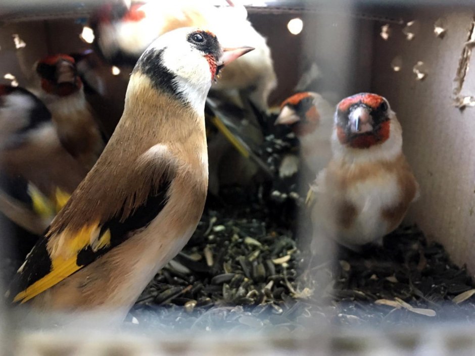 Фео канарейка хохлатая