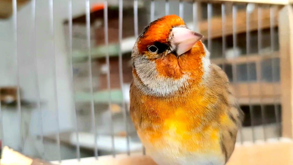 В клетке кенар жёлтый кенар