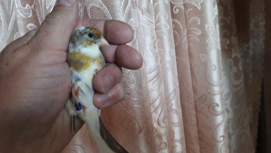 Лесная канарейка зеленушка