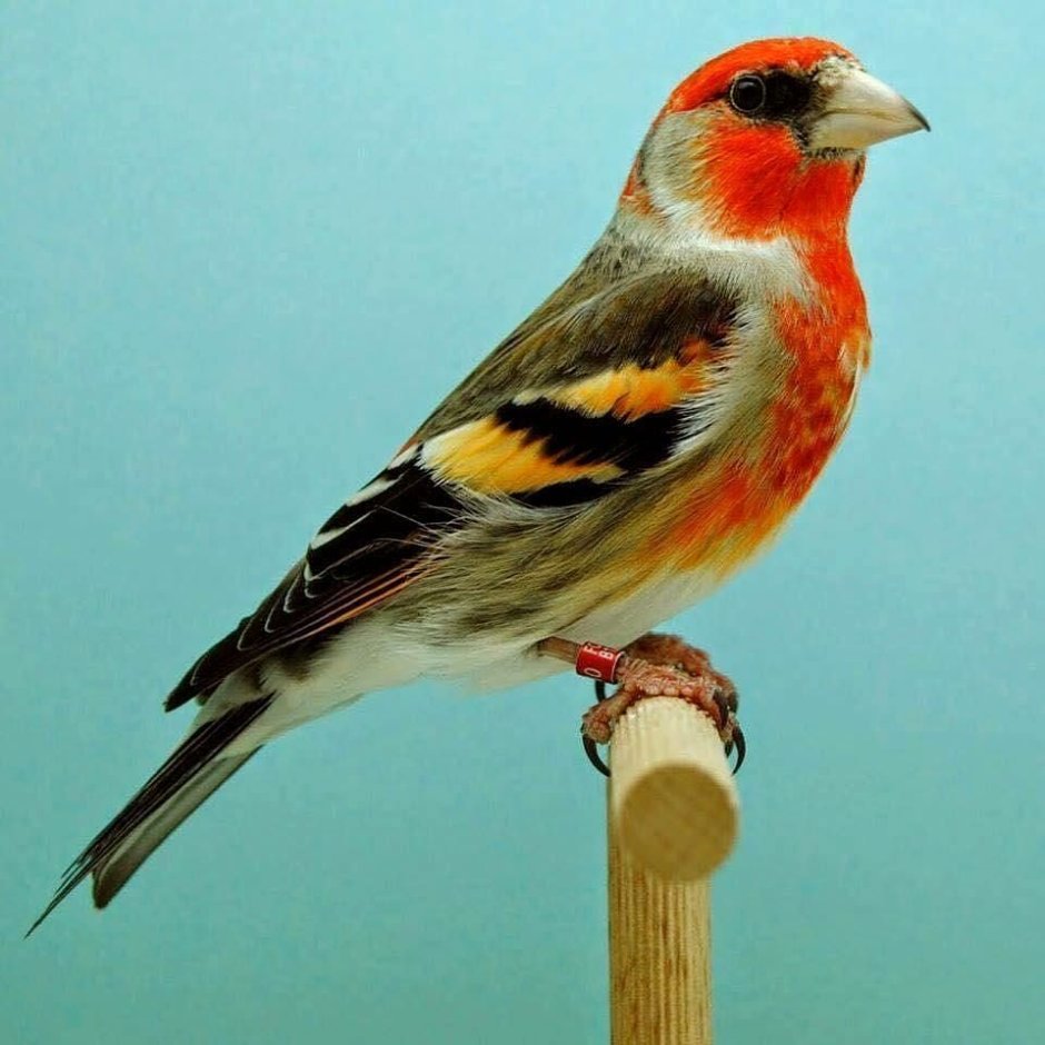 Вьюрковая канарейка