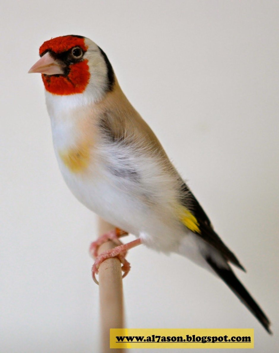 Черноголовый щегол