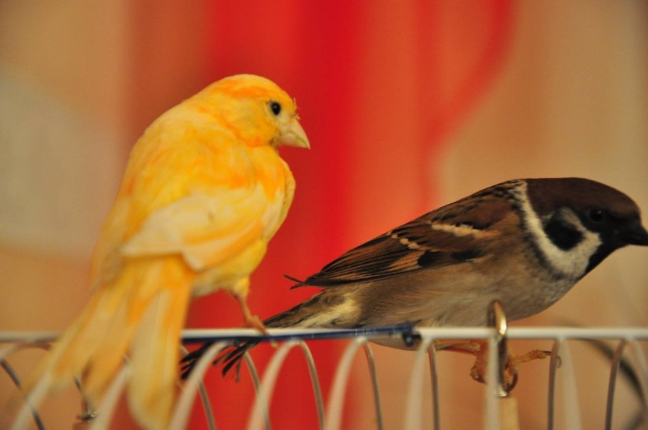 Гибрид снегиря и канарейки