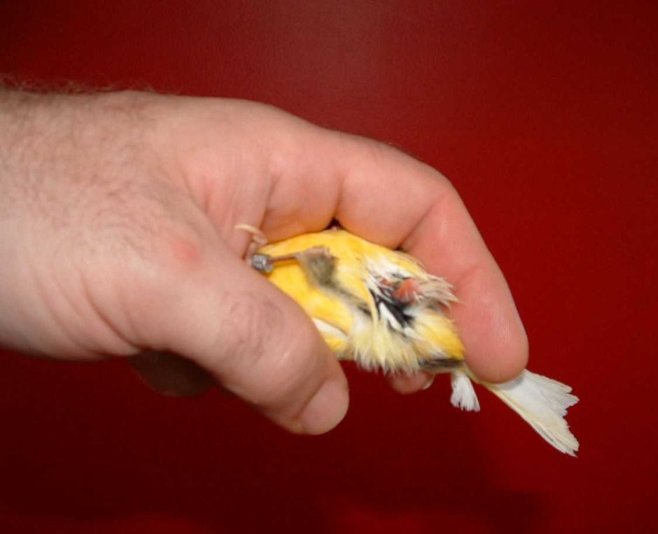 Птичка кенар в клетке