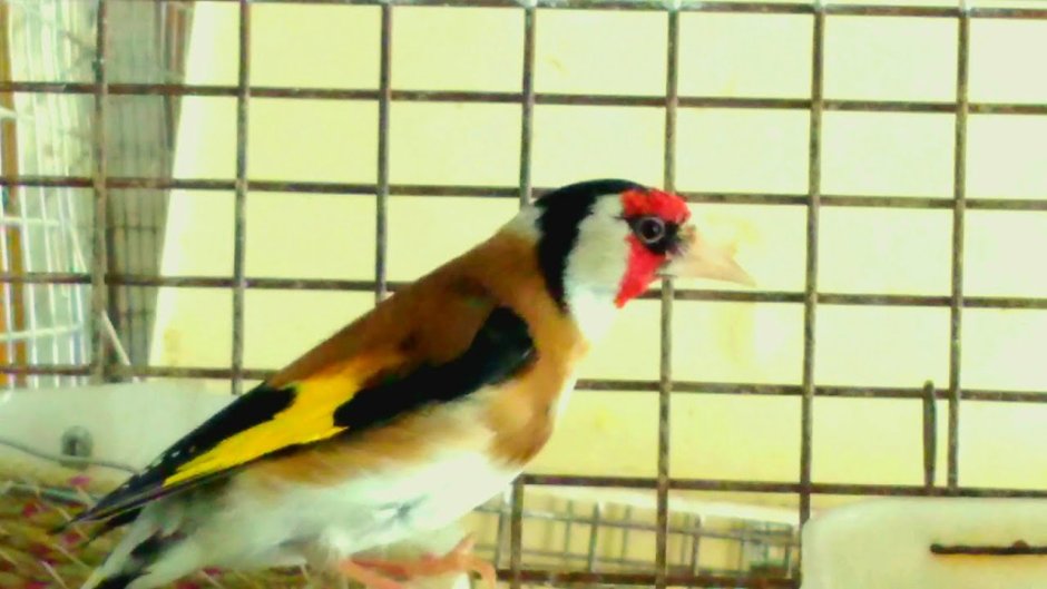 Домашняя канарейка Вьюрковые