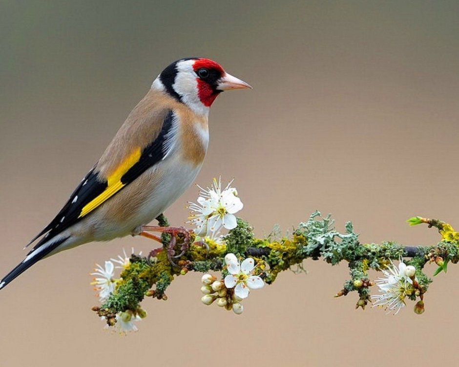 Птенцы канарейки