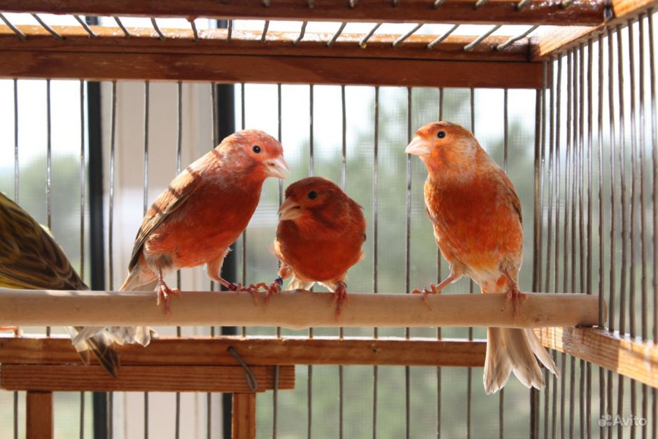Голландская канарейка