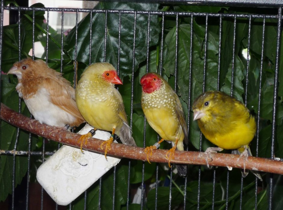 Кенар и канарейка