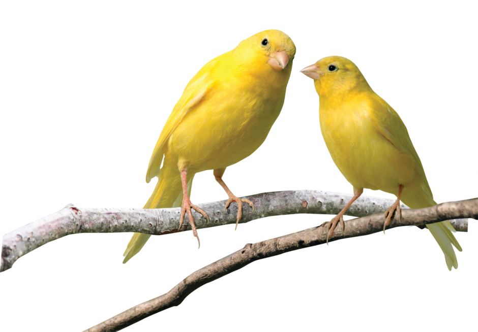 Радужная канарейка