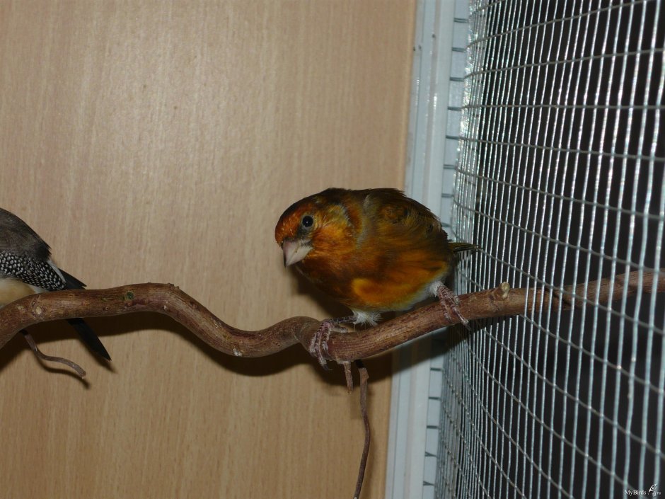 Чижик птица