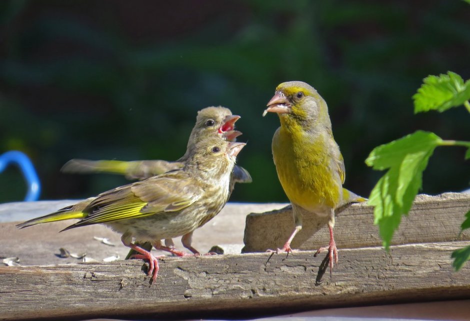Кенар и канарейка