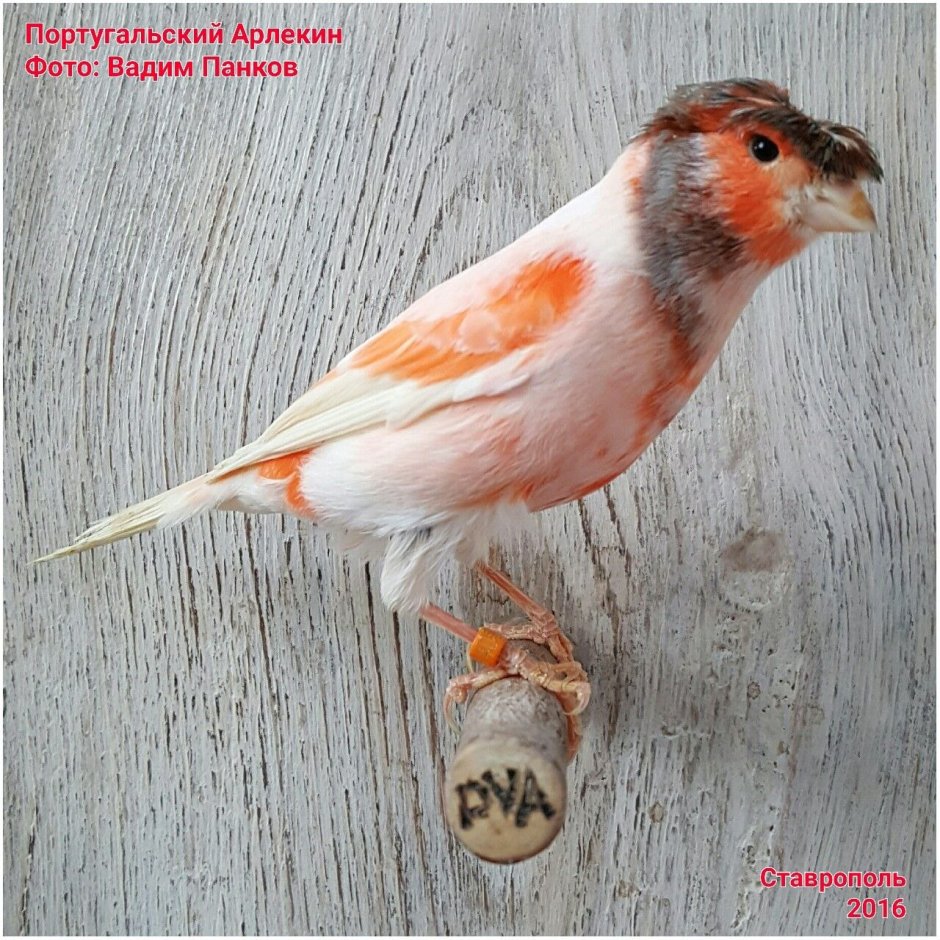 Канарейка Изабелла