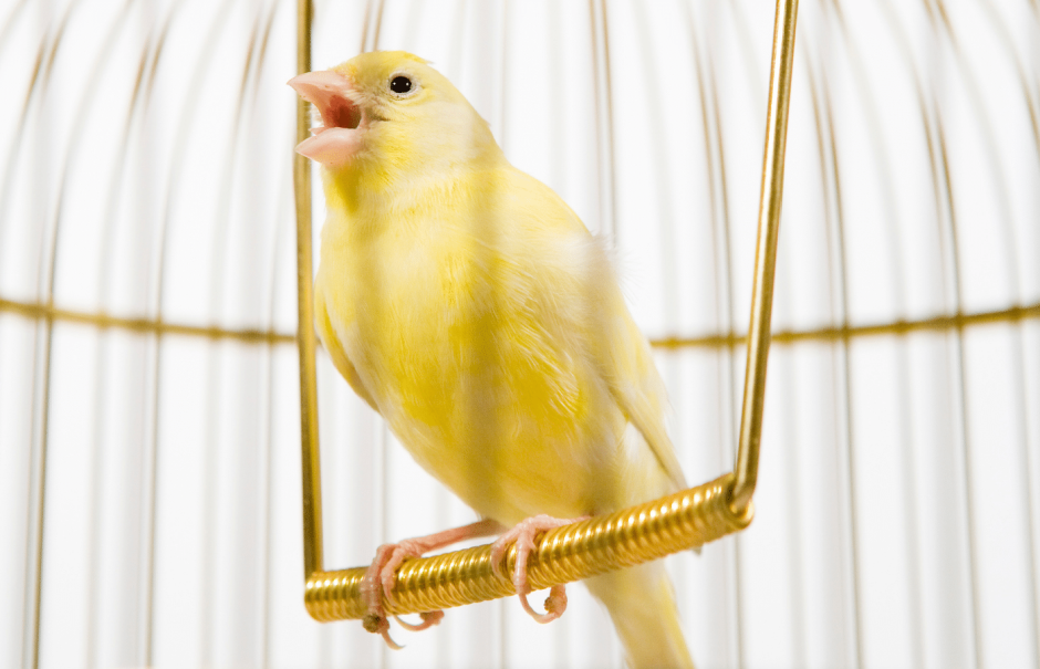 Пение гибрида щегла и канарейки