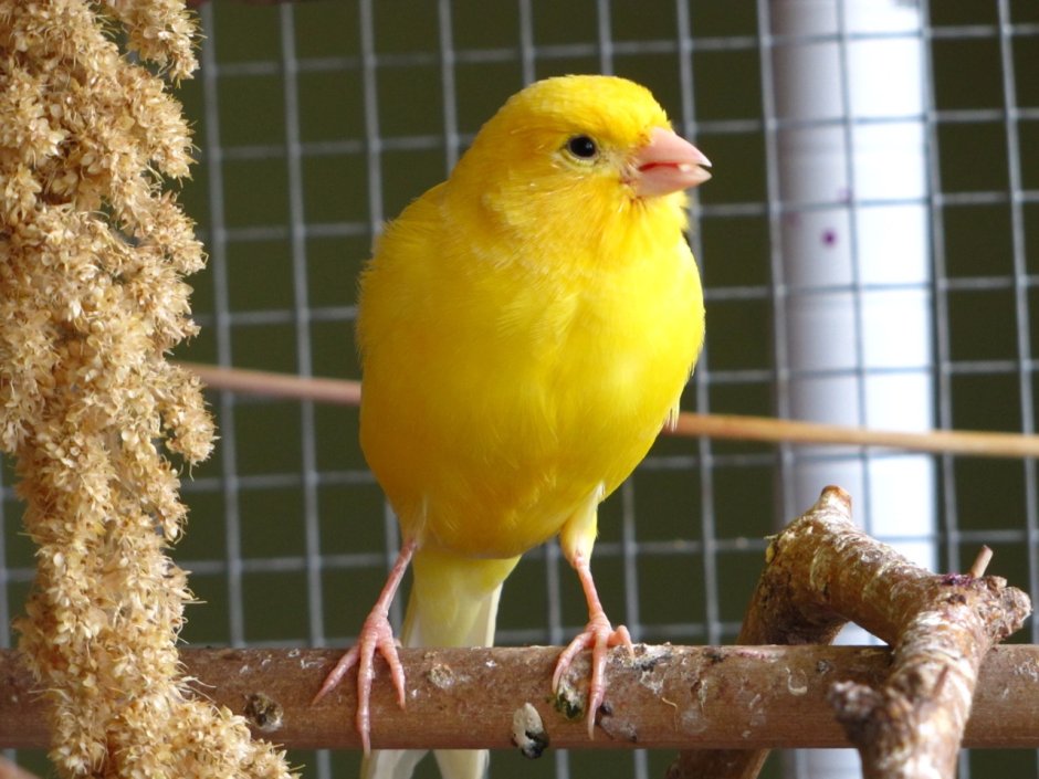 Канарейки l щеглы