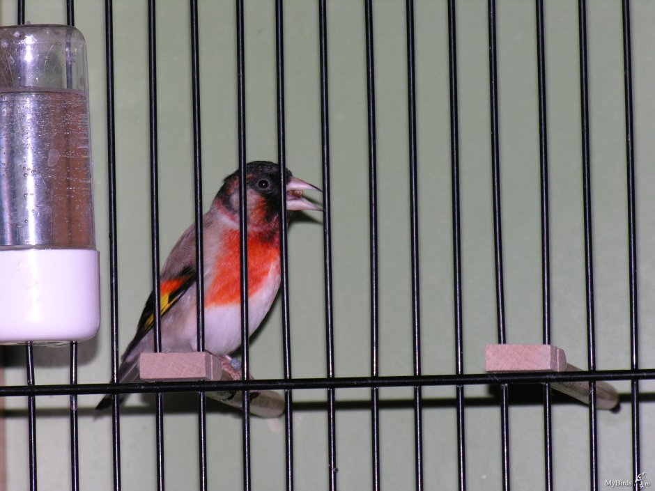 Красивая клетка для попугая